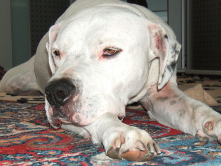 Dogo Argentino Hunde Foto 29077 Dogo Argentino kaiser