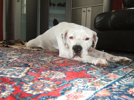 Dogo Argentino Hunde Foto 28954 Dogo Argentino Kaiser