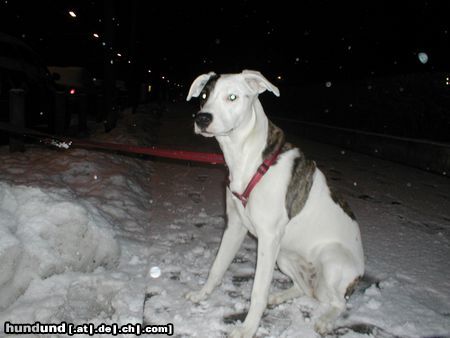 Dogo Argentino Hunde Foto 9759 Dogo Argentino luna 7 monate