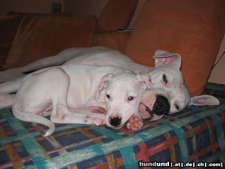 Dogo Argentino Hunde Foto 16525 Dogo Argentino Diego und Shakira