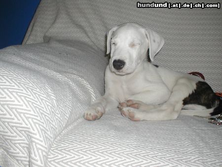 Dogo Argentino Hunde Foto 10843 Dogo Argentino müde