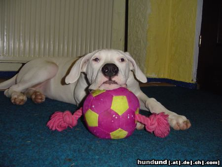 Dogo Argentino Hunde Foto 9103 Dogo Argentino Mein Ball