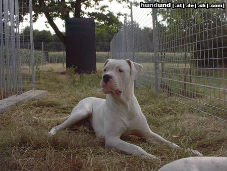 Dogo Argentino Hunde Foto 6955 Dogo Argentino De La Belleza Blanca - Belgium