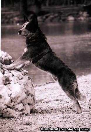 Australian Cattle Dog Hunde Foto 5824 Australian Cattle Dog Biily the Kid alias