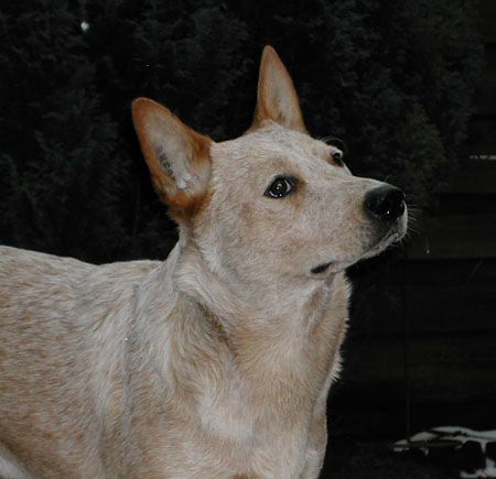Australian Cattle Dog Hunde Foto 2395 Australian Cattle Dog Belicimo des Poenjaap-Shari