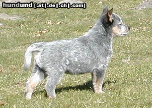 Australian Cattle Dog Hunde Foto 3020 Australian Cattle Dog Cadee Des Poenjaap im alter von 8 wochen.im Besitz von Familie Widula & Familie Klimasch (Enchantment ACDs)