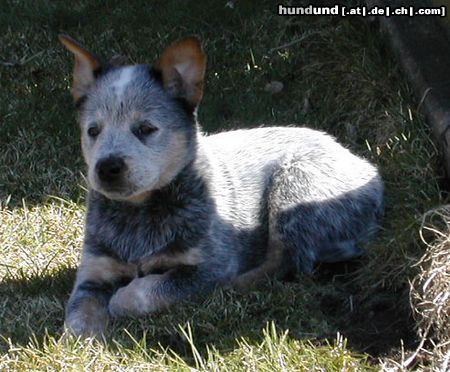 Australian Cattle Dog Hunde Foto 3021 Australian Cattle Dog Cadee Des Poenjaap im alter von 8 wochen. Im Besitz von Familie Widula & Familie Klimasch (Enchantment ACDs)