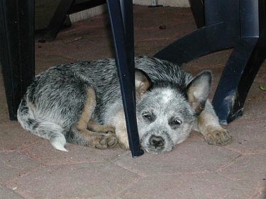 Australian Cattle Dog Hunde Foto 549 Australian Cattle Dog Wannabee Blu Enchantment-Pepsie