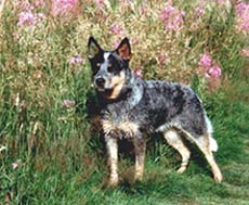Australian Cattle Dog Hunde Foto 550 Australian Cattle Dog W.Enchantment-Gini