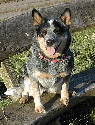 Australian Cattle Dog Hunde Foto 551 Australian Cattle Dog W.Enchantment-Gini