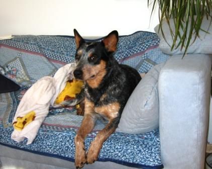 Australian Cattle Dog Sydney das ist nicht mein Platz