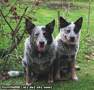 Australian Cattle Dog Hunde Foto 8620 Australian Cattle Dog Jessy und Buddy meine zwei Freunde