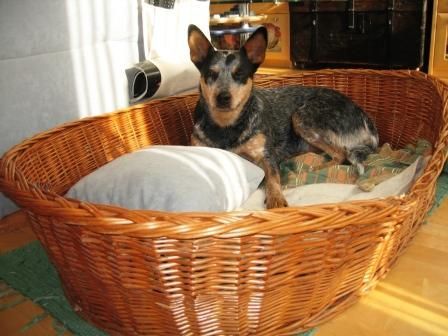 Australian Cattle Dog Sydney das ist mein Platz