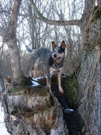 Australian Cattle Dog Hunde Foto 30625 Australian Cattle Dog Sydney in der LOBAU