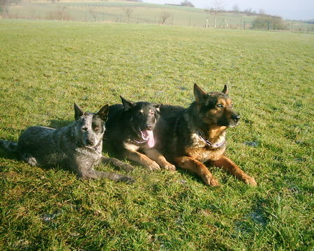 Australian Cattle Dog Hunde Foto 27512 Australian Cattle Dog Tobi und seine Freunde