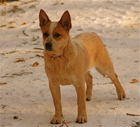 Australian Cattle Dog Hunde Foto 41036 Australian Cattle Dog Amy from the elmiramaplesugar´s