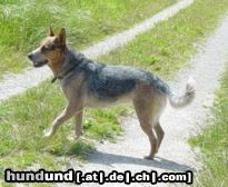 Australian Cattle Dog Hunde Foto 12904 Australian Cattle Dog Amy
