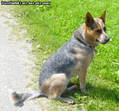 Australian Cattle Dog Hunde Foto 12905 Australian Cattle Dog Amy