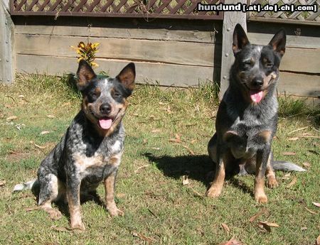 Australian Cattle Dog die Eltern meines ACD´s from Caloundra