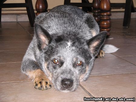 Australian Cattle Dog Hunde Foto 22373 Australian Cattle Dog Carben Copys Blue Ghost geb. 23.07.2001