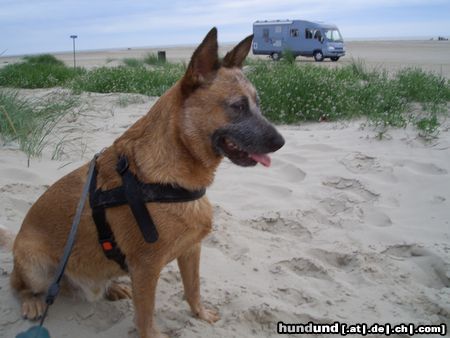 Australian Cattle Dog Hunde Foto 24722 in höherer Auflösung ansehen Australian Cattle Dog Ein Cattle Dog in Dänemark