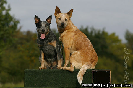 Australian Cattle Dog Australian Cattle Dog Zwinger 