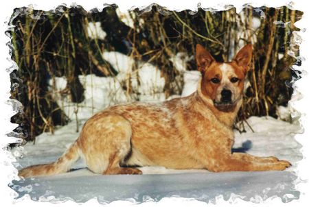 Australian Cattle Dog Jumpin Joker\'s Chelsea