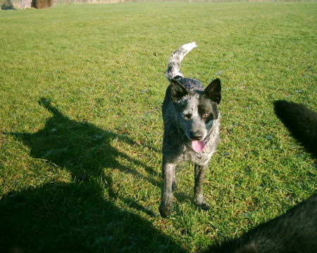 Australian Cattle Dog Hunde Foto 28913 in höherer Auflösung ansehen Australian Cattle Dog Tobi