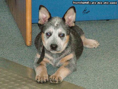 Australian Cattle Dog Hunde Foto 21690 in höherer Auflösung ansehen Australian Cattle Dog Erin Blue Hope of Cinderellas Farm mit 10 Wochen