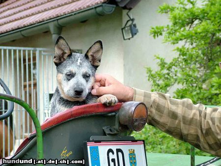 Australian Cattle Dog Hunde Foto 21688 in höherer Auflösung ansehen Australian Cattle Dog Erin Blue Hope of Cinderellas Farm, 3 Monate