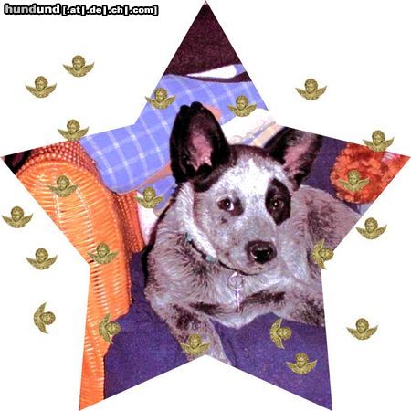 Australian Cattle Dog Hunde Foto 26154 in höherer Auflösung ansehen Australian Cattle Dog Finch