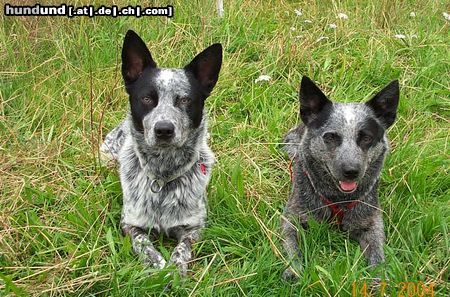 Australian Cattle Dog Hunde Foto 13672 Australian Cattle Dog Frodo und Lucy
