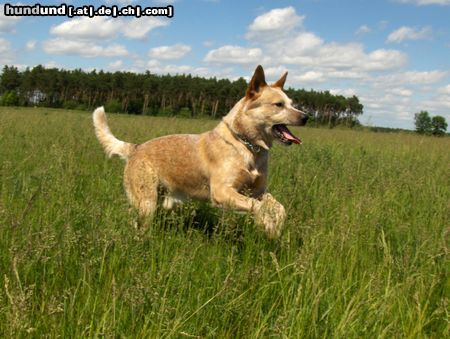 Australian Cattle Dog Hunde Foto 44348 in höherer Auflösung ansehen Australian Cattle Dog hüpf und allen mal Hallo sag
