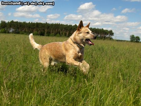 Australian Cattle Dog hüpf und allen mal Hallo sag