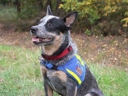 Australian Cattle Dog Als geprüfter Rettungshund