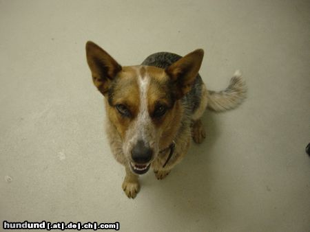 Australian Cattle Dog Hunde Foto 12902 Australian Cattle Dog Das ist Amy