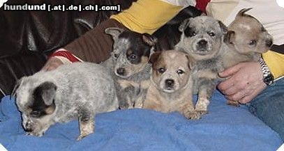 Australian Cattle Dog Hunde Foto 21150 Australian Cattle Dog I-Wurf Von Der Siegquelle, z. Zt. Welpen abzugeben