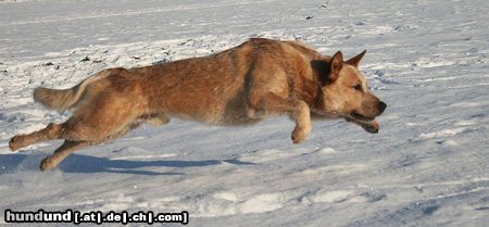 Australian Cattle Dog Wild Desert Dingo\\\'s Challenger