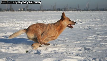 Australian Cattle Dog Wild Desert Dingo's Challenger