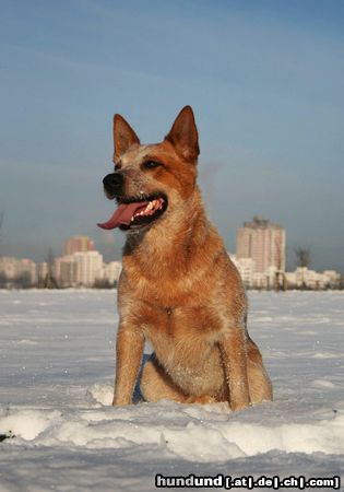 Australian Cattle Dog Wild Desert Dingo's Challenger