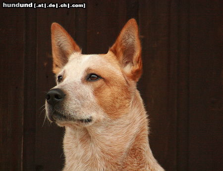 Australian Cattle Dog Wild Desert Ding's Challenger