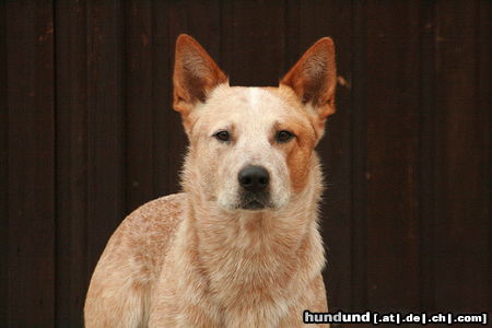 Australian Cattle Dog Wild Desert Dingo's Challenger