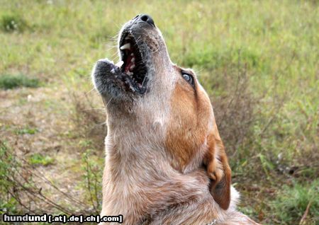 Australian Cattle Dog Wild Desert Dingo's Challenger