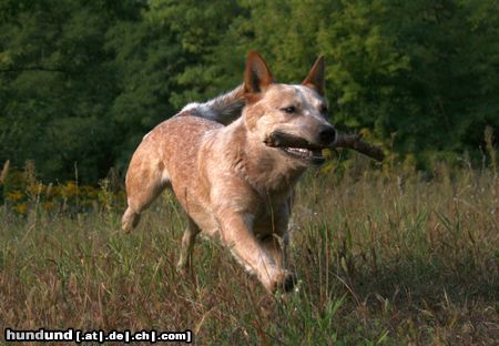 Australian Cattle Dog Hunde Foto 44357 in höherer Auflösung ansehen Australian Cattle Dog Wild Desert Dingo\'s Challenger