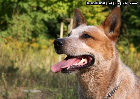 Australian Cattle Dog Wild Desert Dingo's Challenger