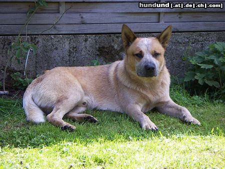 Australian Cattle Dog Hunde Foto 23178 Australian Cattle Dog Arkan mit 1 1/2 Jahren