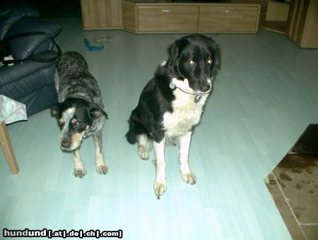 Australian Cattle Dog Hunde Foto 20827 in höherer Auflösung ansehen Australian Cattle Dog australian Cattle dog (2002 im Alter von 17Jahren gestorben)
