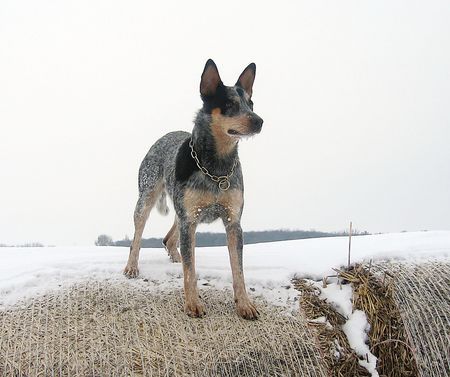 Australian Cattle Dog Sydney 29.12.2005