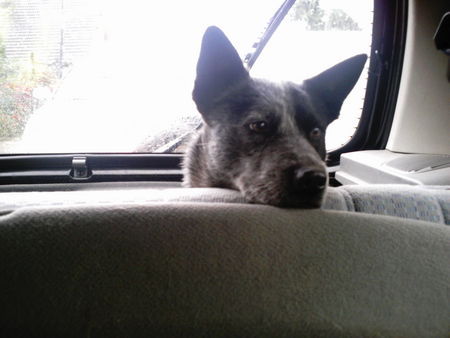 Australian Cattle Dog Hunde Foto 27513 in höherer Auflösung ansehen Australian Cattle Dog Tobi fährt gerne Auto
