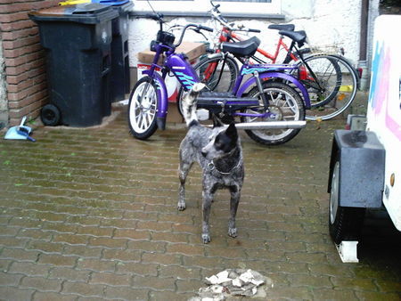 Australian Cattle Dog Hunde Foto 27482 in höherer Auflösung ansehen Australian Cattle Dog Tobi unser Schatz sucht sein Frauchen
